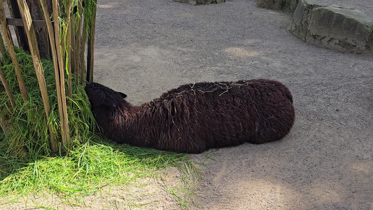 Animal photo: A relaxed Huacaya alpaca nibbles on food
