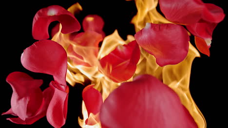 red rose petals amidst exploding blazing fire - the flames of love and desire in macro and slow motion