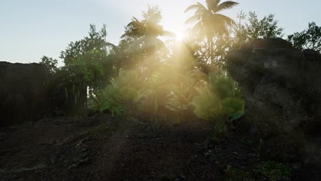 sunset beams through palm trees