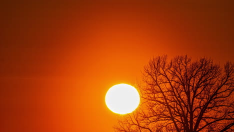 big sunset timelapse, closeup of sun in colorful sky through bare tree