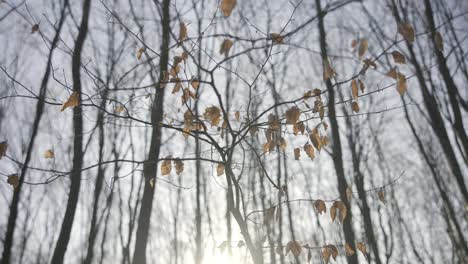 leaves and branches of trees in late autumn during sunset