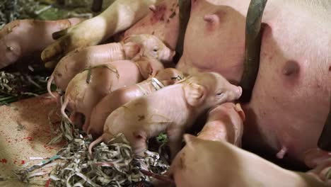 newborn piglets nursing from mother pig in a farrowing crate