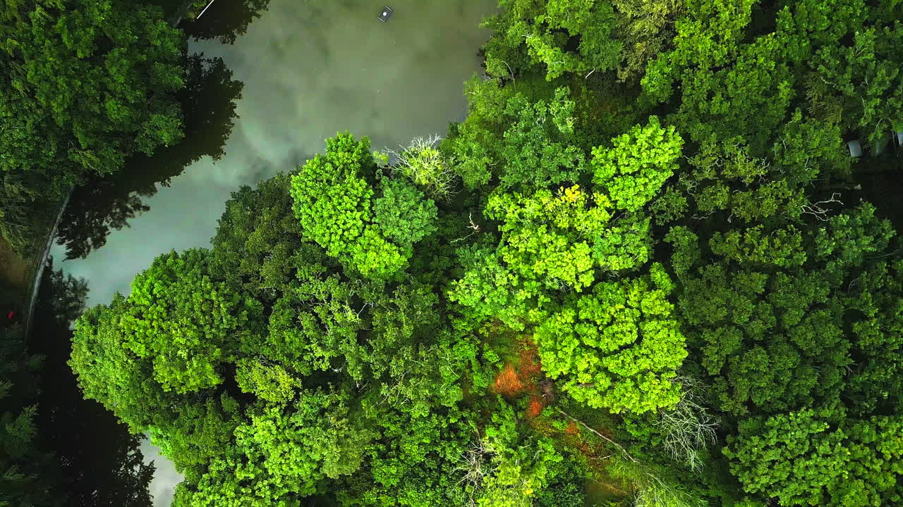 Aerial- Drone flying over mixed coniferous forests with water snaking through forest