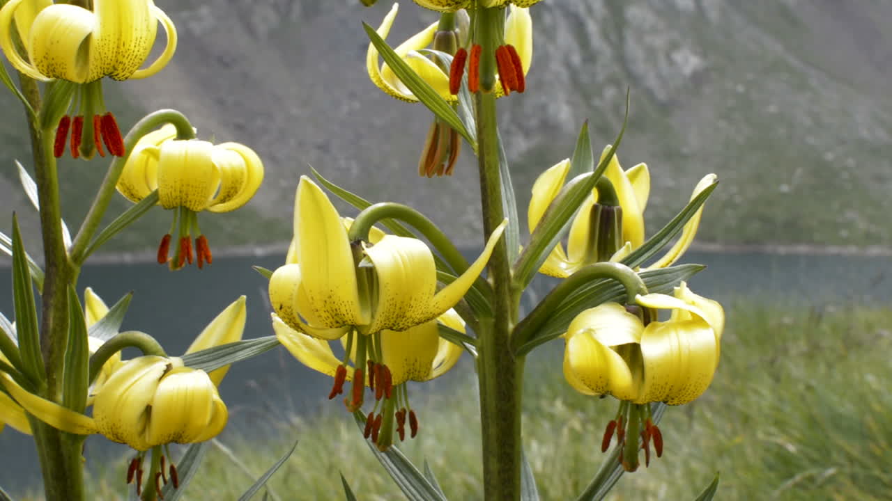 Pyrenees Lily flower in nature (closeup pan)