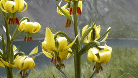 pyrenees lily flower in nature (closeup pan)