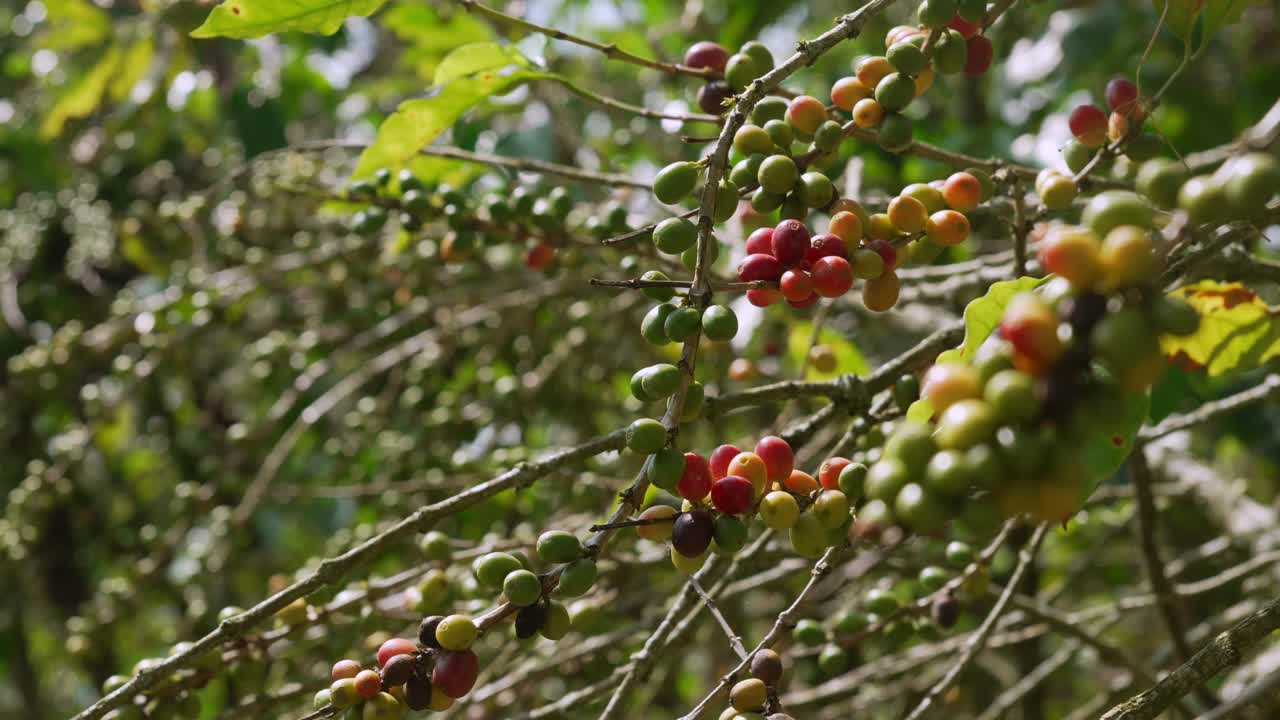 Coffee cherries on a branch fair trade eco plantation farm in Colombia