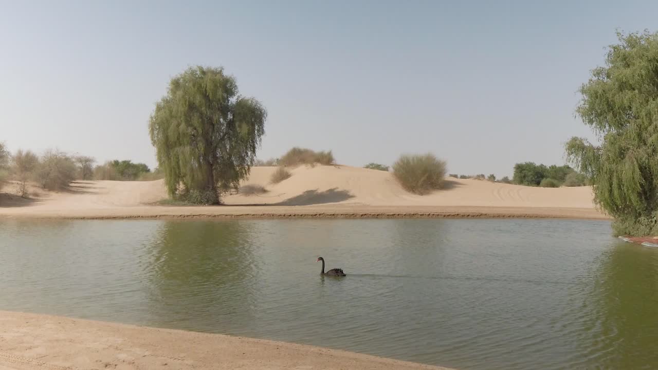 cisne negro nadando en un lago del desierto en al-quadra, dubai, emiratos árabes unidos