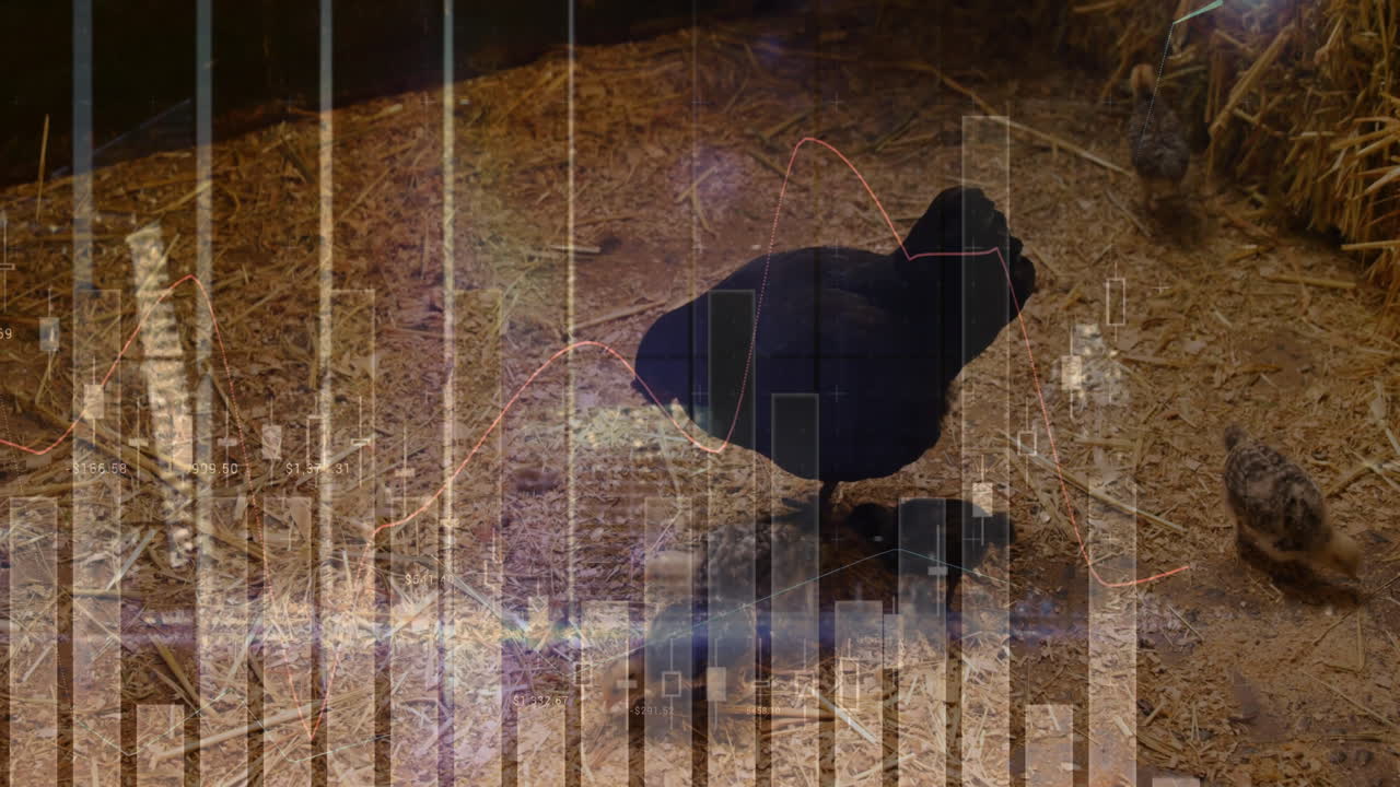 Financial growth being animated in barn coop scene, with hen pecking straw and red line chart