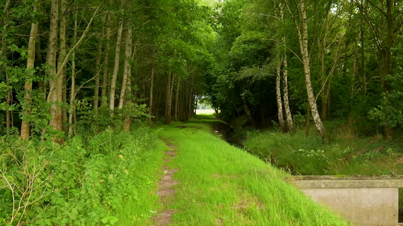 Lush Green Forest Path with Stream