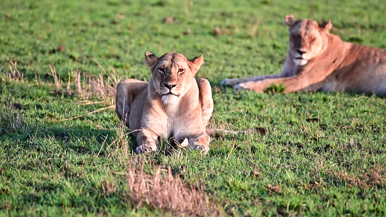 twee leeuwinnen zonnebaden vroeg in de ochtend in het maasai mara national reserve in kenia