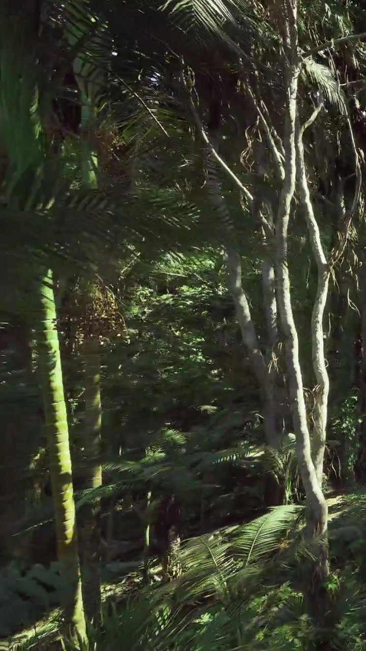 Un albero si erge alto in una fitta foresta a mezzogiorno nella natura