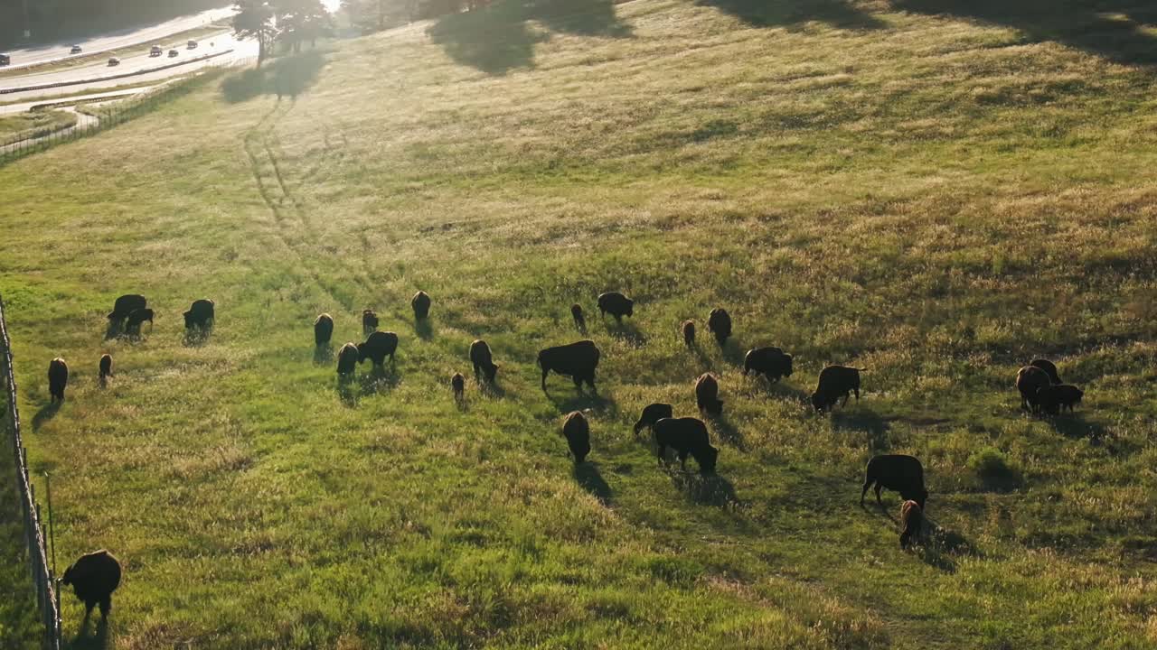 Bisonflok i bjerglandskab ved solnedgang. Luftfoto fra drone over I-70 i Colorado, nær Evergreen, Golden og Genesse Park. Scenen inkluderer Denver Mountain Parks, trafikbiler på motorvejsbro under blå himmel og Indian Peaks.