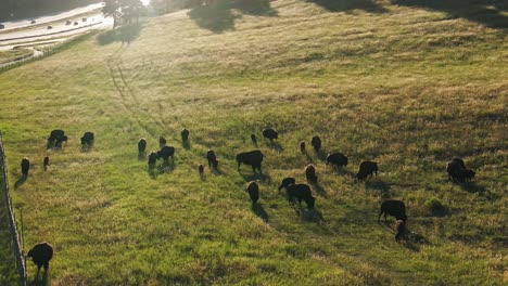 buffalo bison herd mountain layers sunset i70 colorado evergreen golden genesse park aerial drone denver mountain parks traffic cars interstate highway bridge blue sky indian peaks circle right