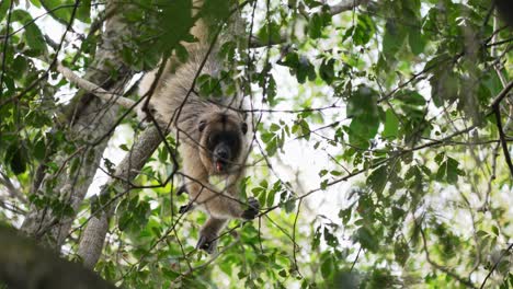 Female-black-howler,-alouatta-caraya-with-yellowish-buff-appearance-hanging-off-a-fig-tree-with-its-two-limbs,-eating-the-delicious-fruits-and-spit-out-residuals-at-a-woody-forest-environment