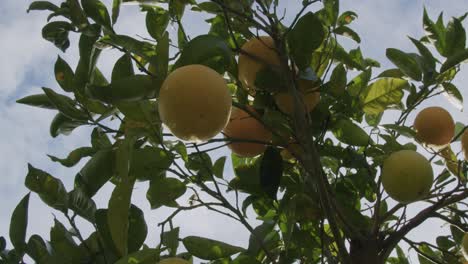 some yellow oranges wait to mature on a tree during a sunny morning in autumn in naples in italy - 03