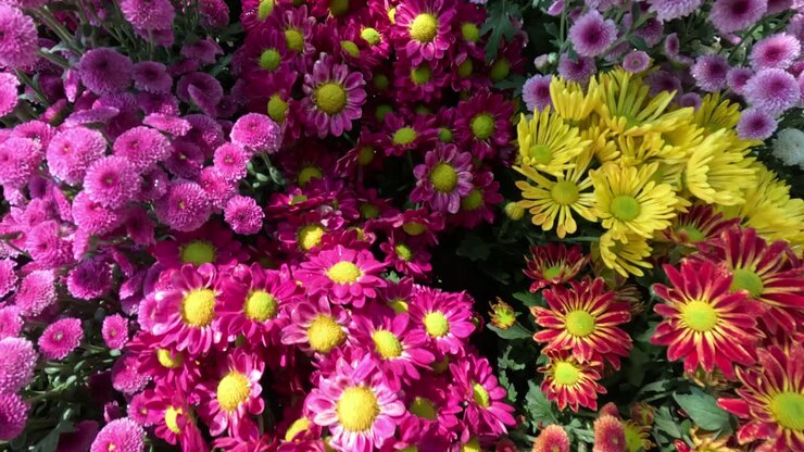 las flores de colores florecen en un jardín vibrante.