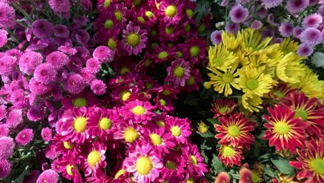 colorful flowers blossoming in vibrant garden.