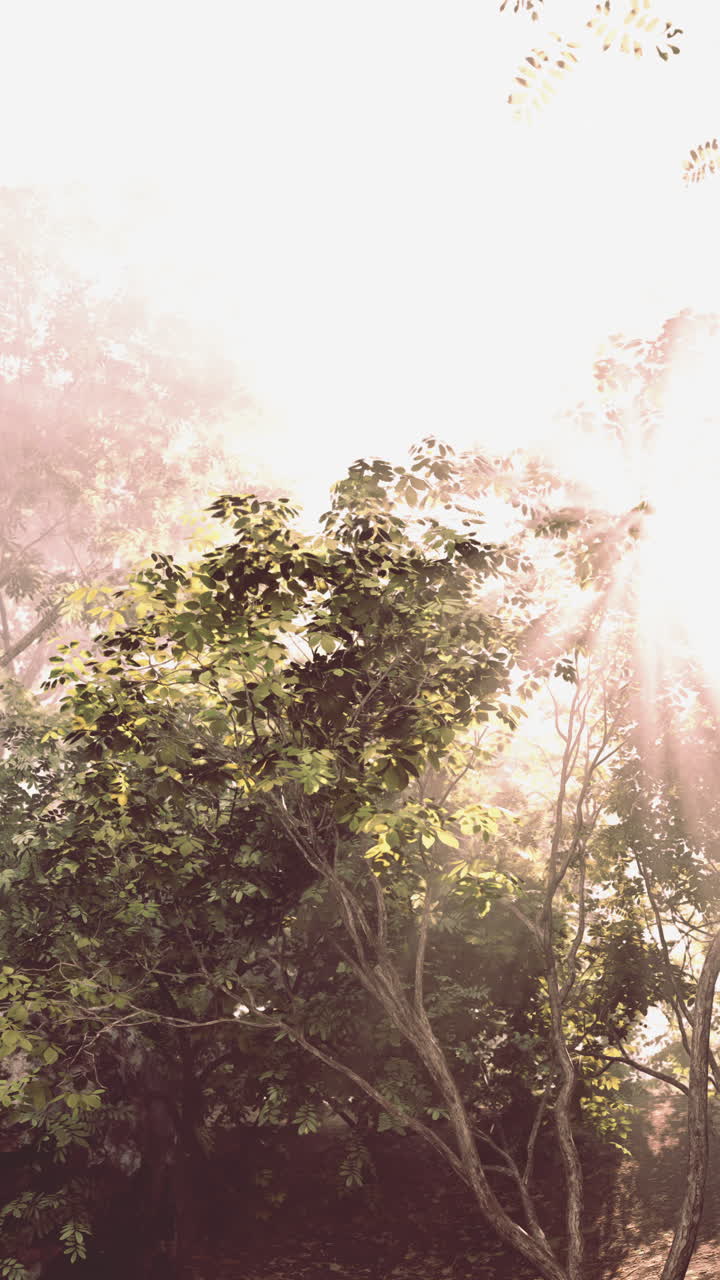 숲 속 의 나무 들 을 통해 빛나는 빛