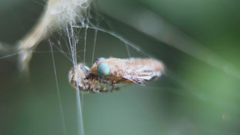 una araña metepeira se alimenta de un dipterano atrapado en su red