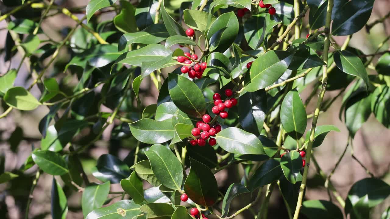 Holly tree branch with red berries, background