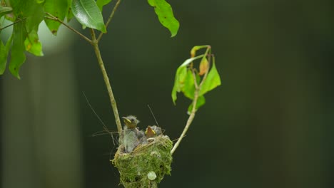 tres lindos pájaros monarca de nariz negra anidados entre las ramas de los árboles