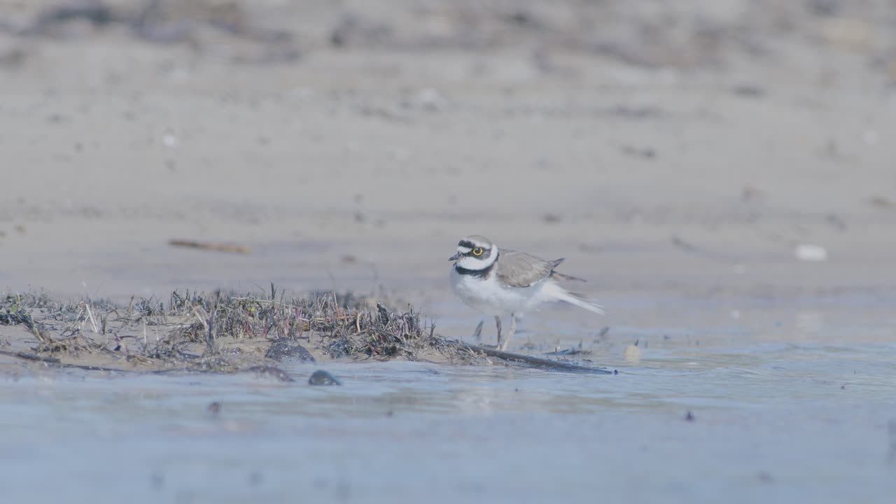 바 ⁇ 가에서 먹이를 찾고, 먹고, 달리고 있는 작은 반지  ⁇ 새