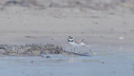 Little-ringed-plover-wader-bird-at-sea-shore-looking-for-food,-eating,-running