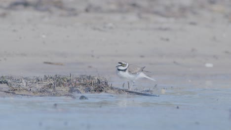 pequeño plover anillado pájaro nadador en la orilla del mar en busca de comida, comiendo, corriendo