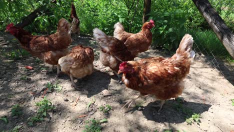 many red chickens on a summer day in the village