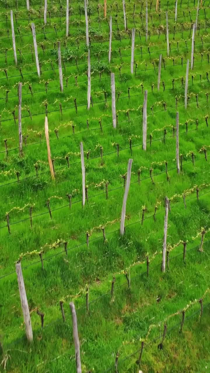 Close aerial view of green vineyards in Italy, captured from a vertical flight perspective.