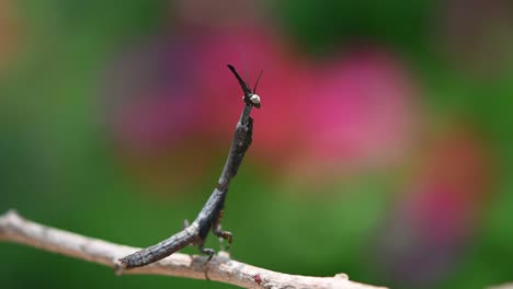 praying mantis, phyllothelys sp