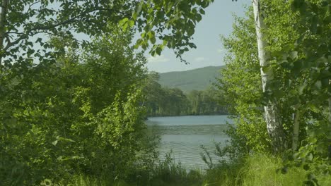 peaceful lakeside forest view