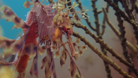 leafy sea dragon with eggs 4k slow motion south australia