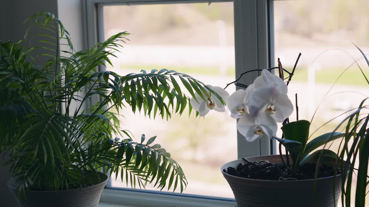 Potted palm and blooming orchid by a sunny window with soft daylight streaming through