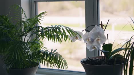 potted palm and blooming orchid by a sunny window with soft daylight streaming through