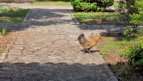 Gallina-Sola-En-Un-Jardin