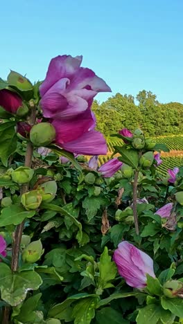 flores rosadas vibrantes con vistas a un exuberante paisaje de viñedos