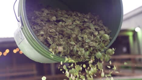 a brewer shakes hops out of a container for brewing beer