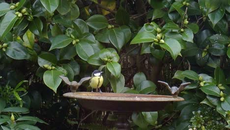 Close-up-beautiful-small-bird-drinking-from-a-birdbath-in-the-outdoor-garden,-yellow-bottom-with-black-head-and-white-cheeks