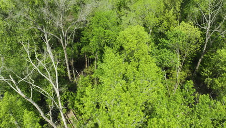 Exuberante-Y-Denso-Dosel-Forestal-En-El-Parque-Estatal-Big-Cypress-Tree,-Tennessee,-Luz-Natural,-Vista-Aérea