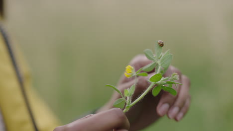 cerca de la señora insecto insecto arrastrándose en la hoja verde mujer manos sosteniendo la planta