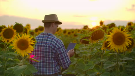 Ein-Bauer-In-Kariertem-Hemd-Und-Strohhut-Geht-über-Das-Feld-Mit-Den-Großen-Gelben-Sonnenblumen-Und-Untersucht-Sie.-Er-Schreibt-Ihre-Eigenschaften-Auf-Das-IPad.