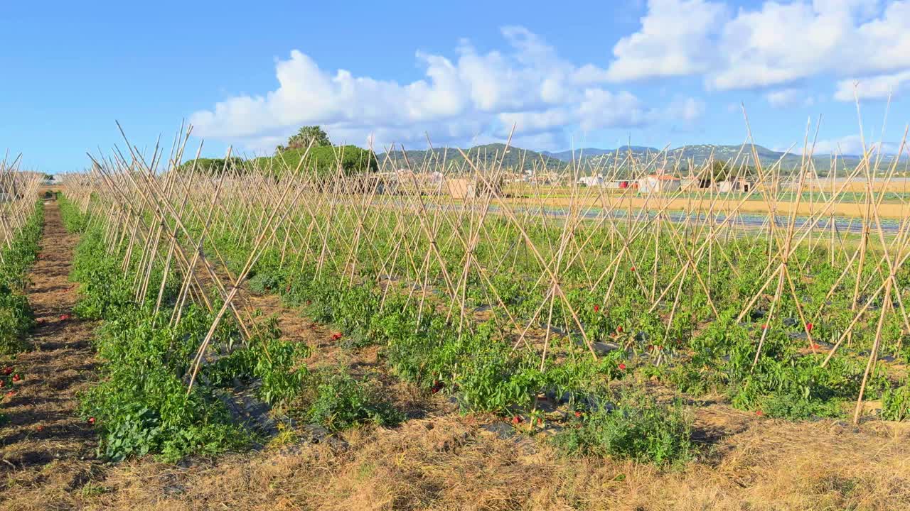 red pepper plantation in the field, with canes to guide the crop