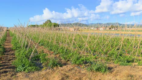 plantación de pimienta roja en el campo, con cañas para guiar el cultivo