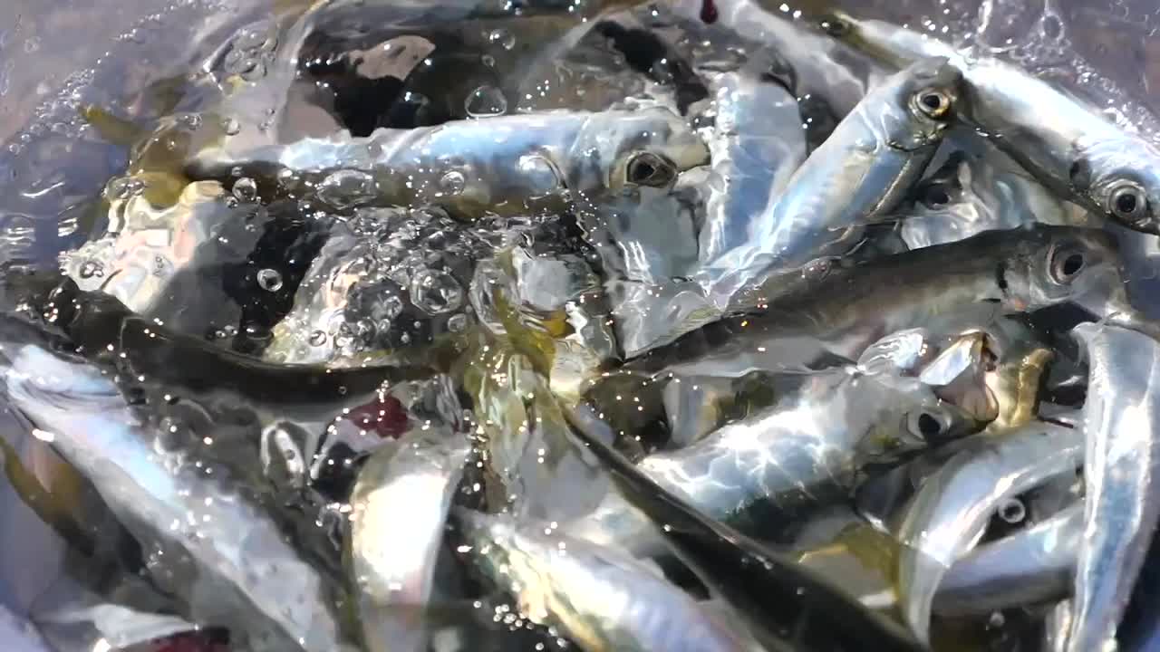 바구니에 새로 잡은 물고기