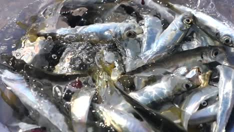 pescado recién capturado en un cubo