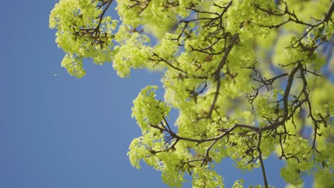 Leuchtend-Gelbgrüne-Blüten-Und-Dunkle,-Schlanke-Zweige