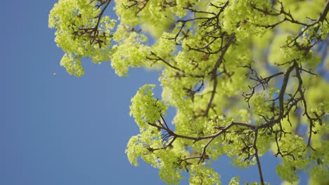 Bright yellow-green flowers and dark slender branches