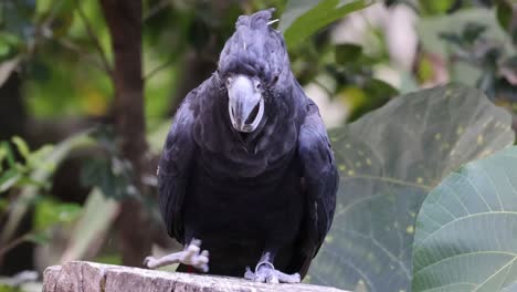 black cockatoo eating and looking around