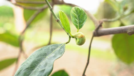 Impresionante-Foto-De-Yacas-Bebé-En-Un-árbol-Carnoso,-Exótico,-Vegano,-Comida-Nutritiva-Tropical-Favorita